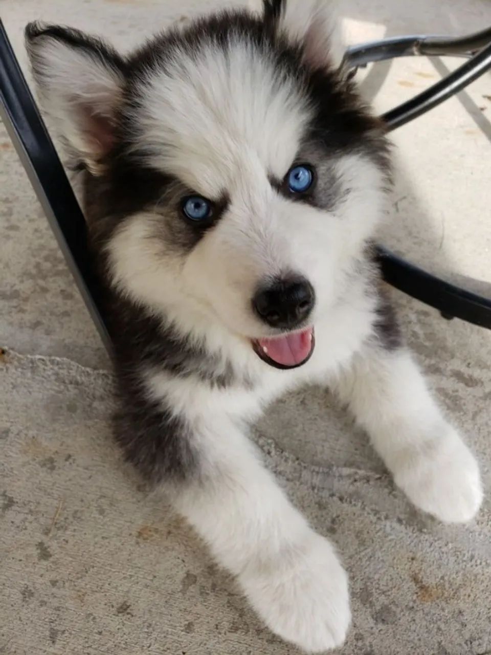 husky gosta de correr.