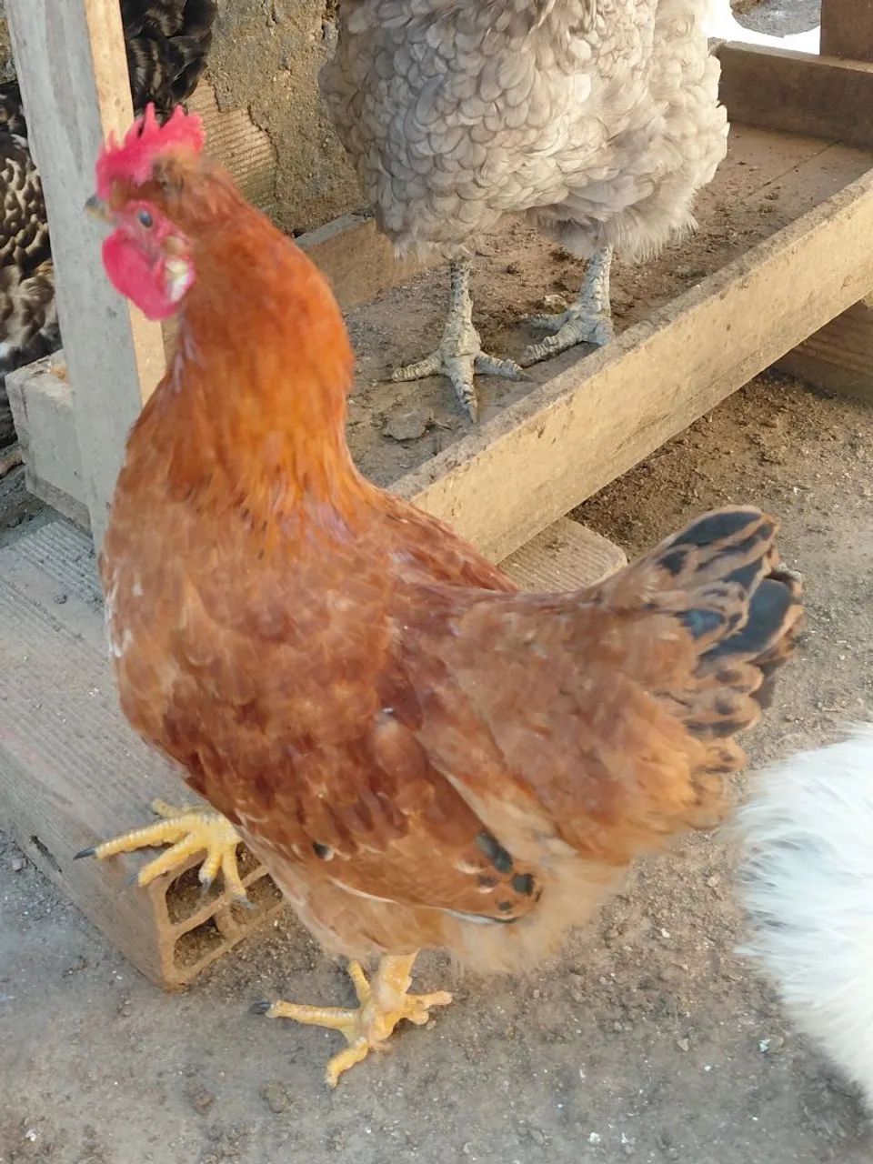 Frango mestiço