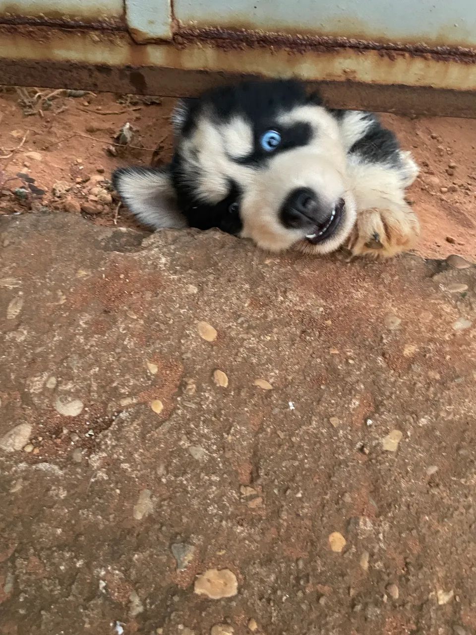 Filhotes de Husky Siberiano  - Foto 3