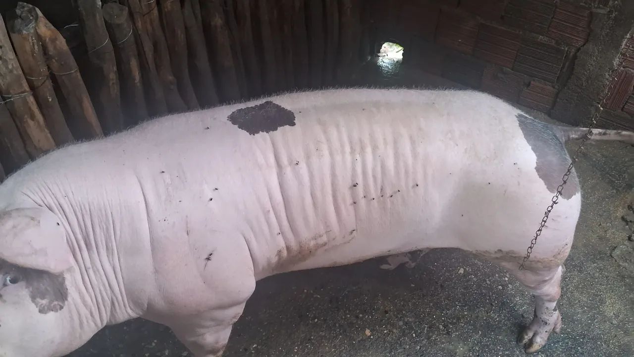 Venda matriz duroc po - Foto 2