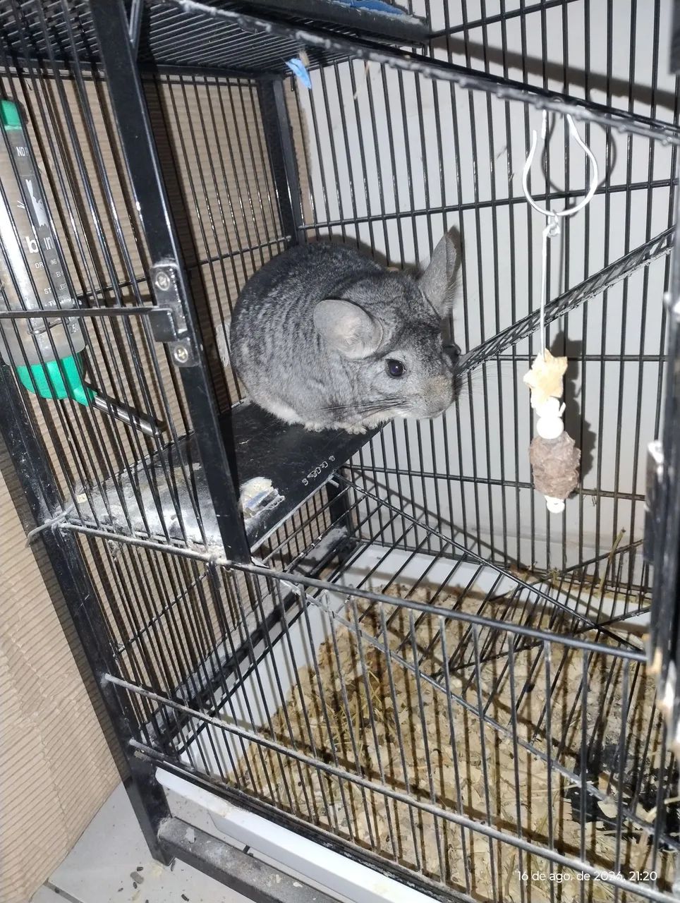 Chinchila - Foto 3