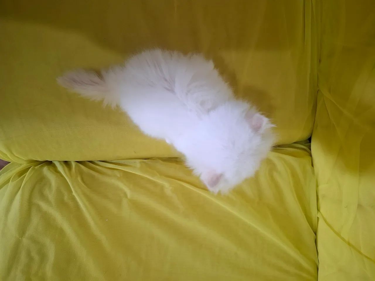 Filhote de gato persa fêmea - Foto 3