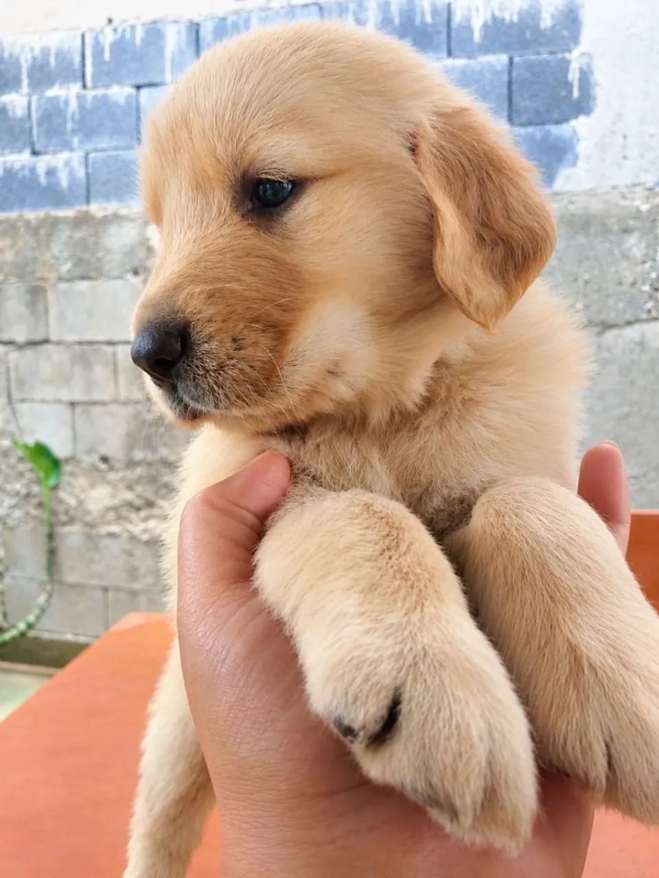 Golden Retriever 