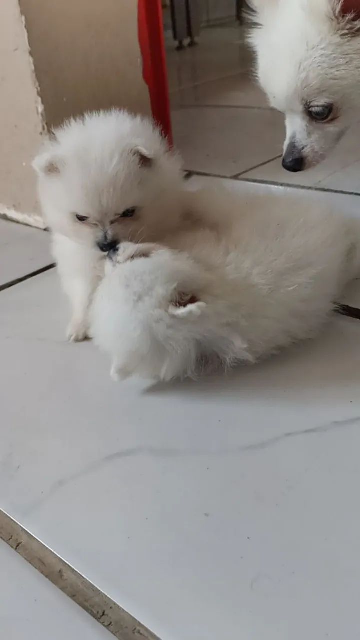 Ispits alemão  - Foto 2