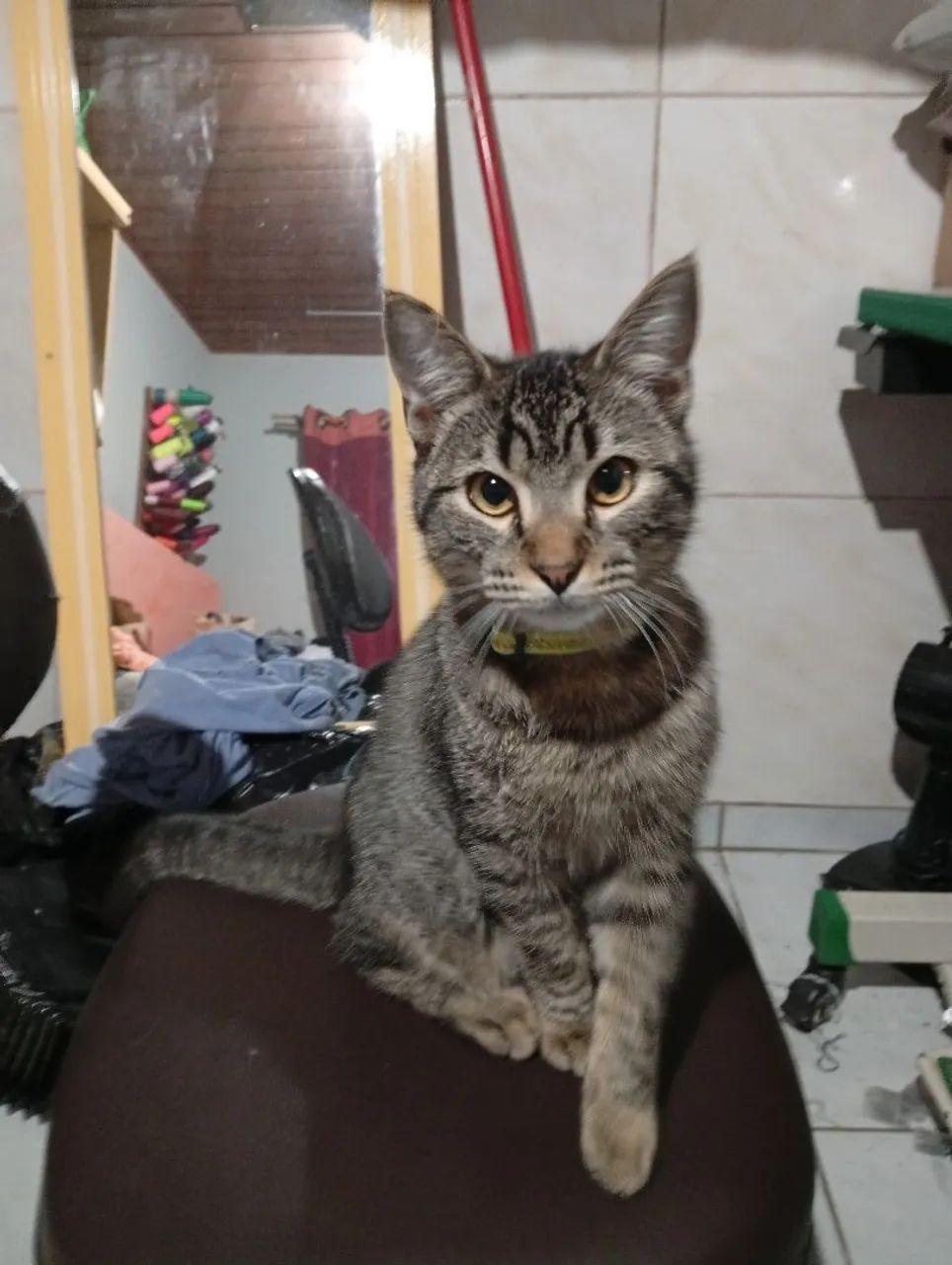 Doaçao de gato - Foto 2