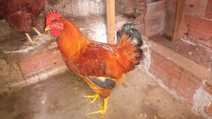 Frango caipira vermelho  - Foto 2