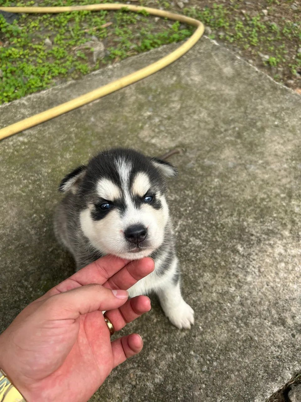 Husky Siberiano  - Foto 2