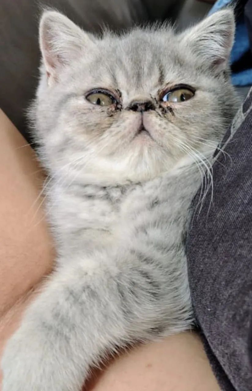 Exóticos bebês a venda - Foto 3