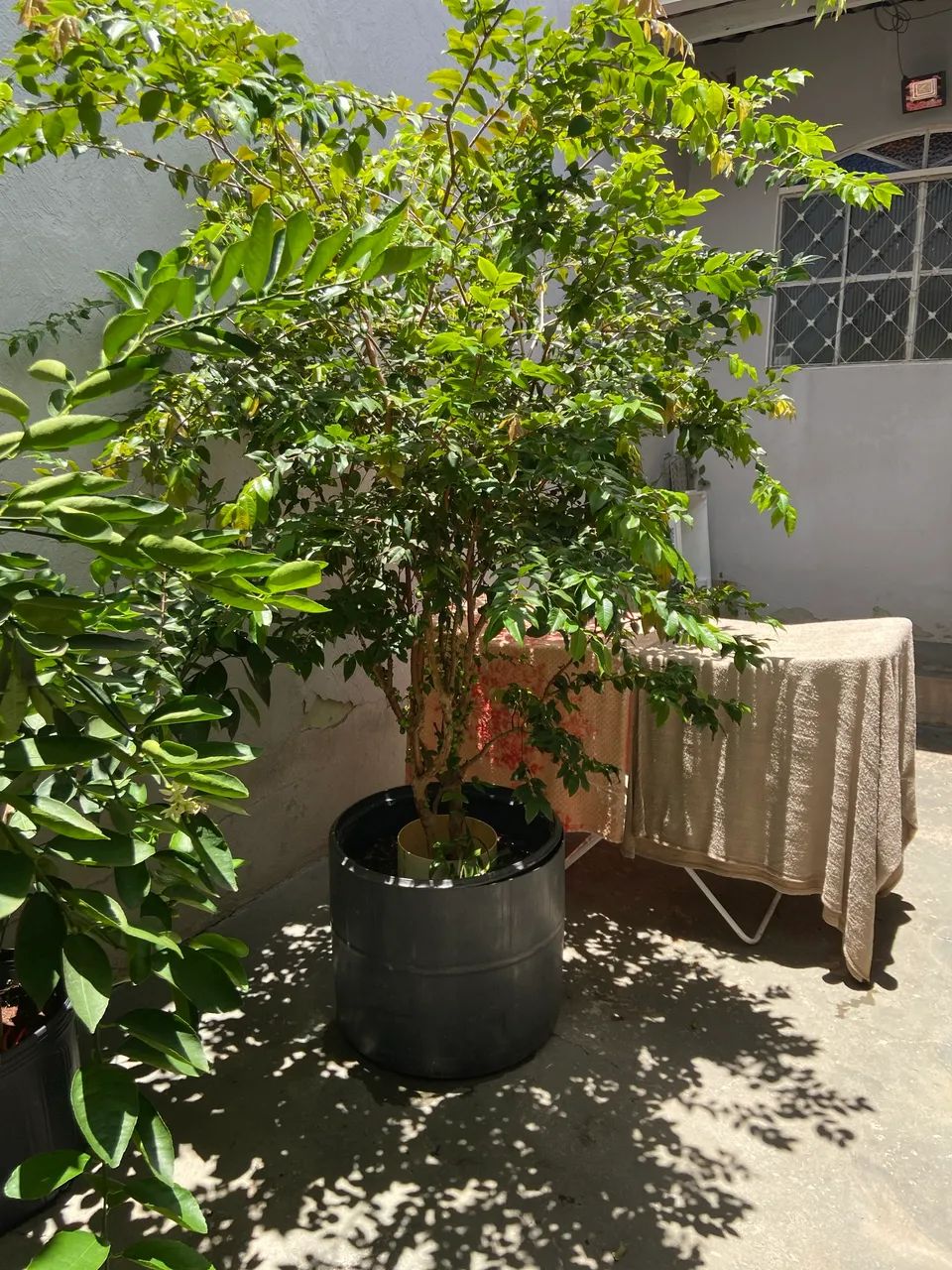 Jabuticaba híbrida  - Foto 3