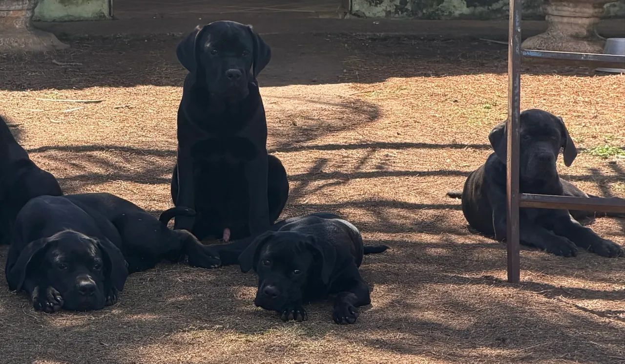 Filhote cane Corso  - Foto 2