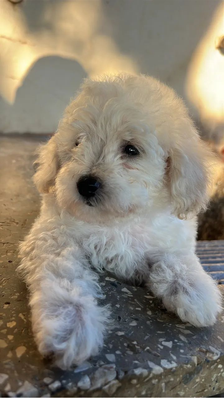 Filhotes Poodle Macho