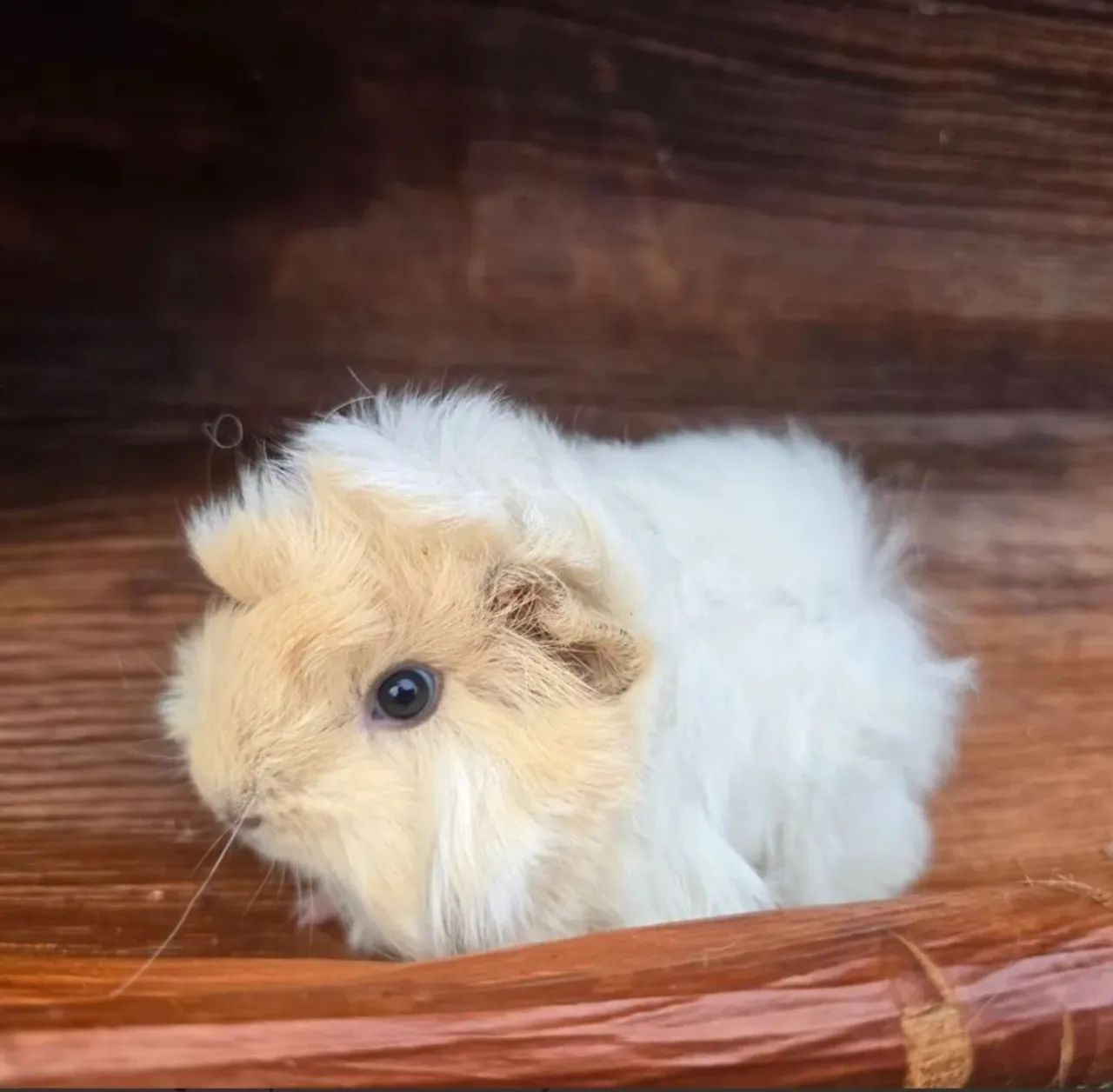 Porquinho da india - Foto 3