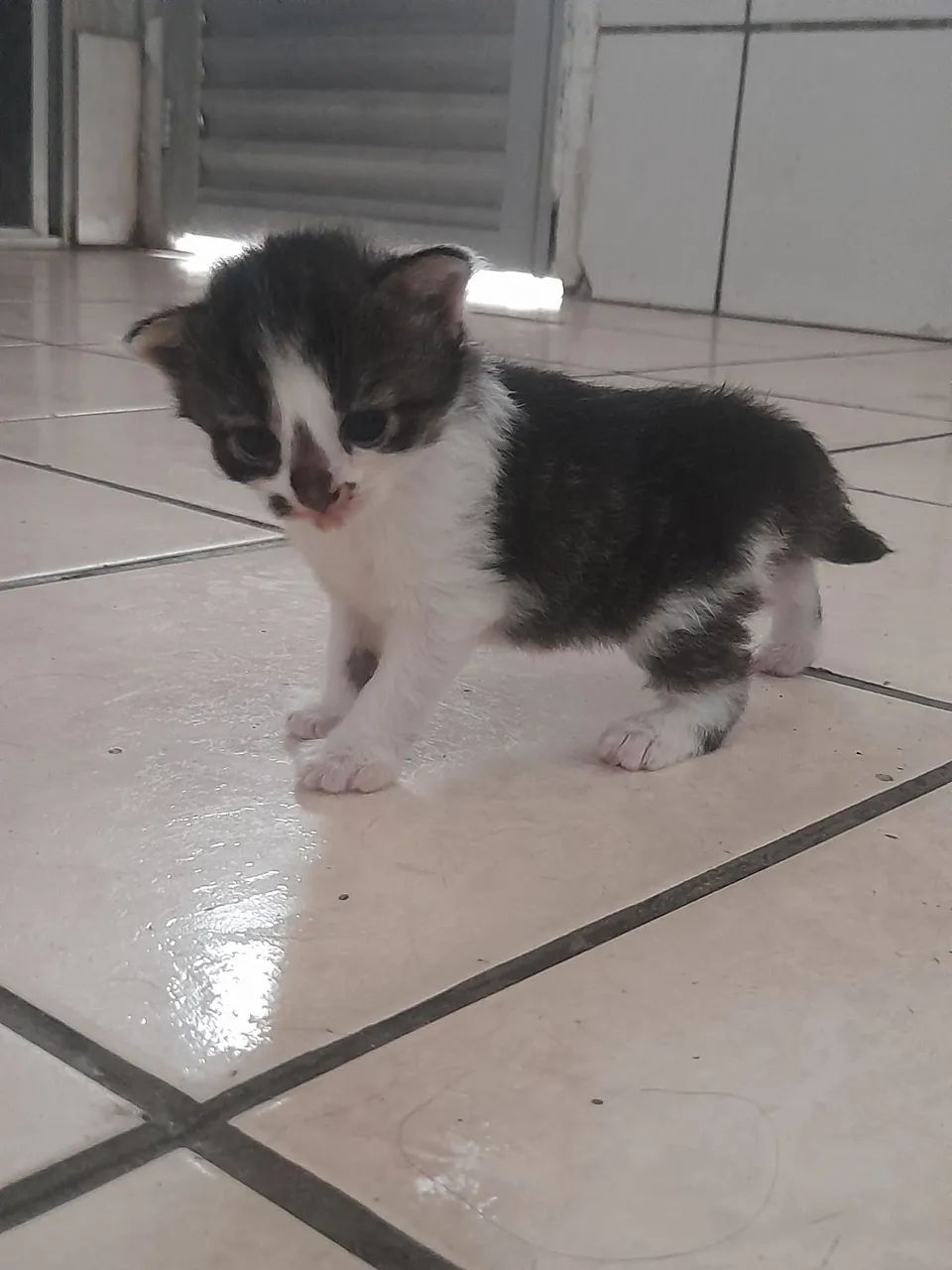 Estou doando uma gata filhote fêmeas- Adoção Responsável  (Jaboatão Centro) - Foto 2