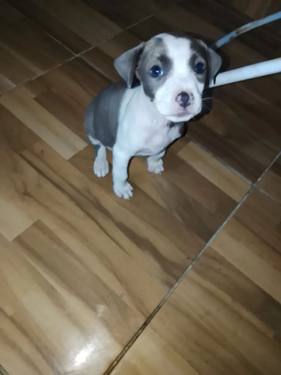 Filhotes de pitbull - Foto 4