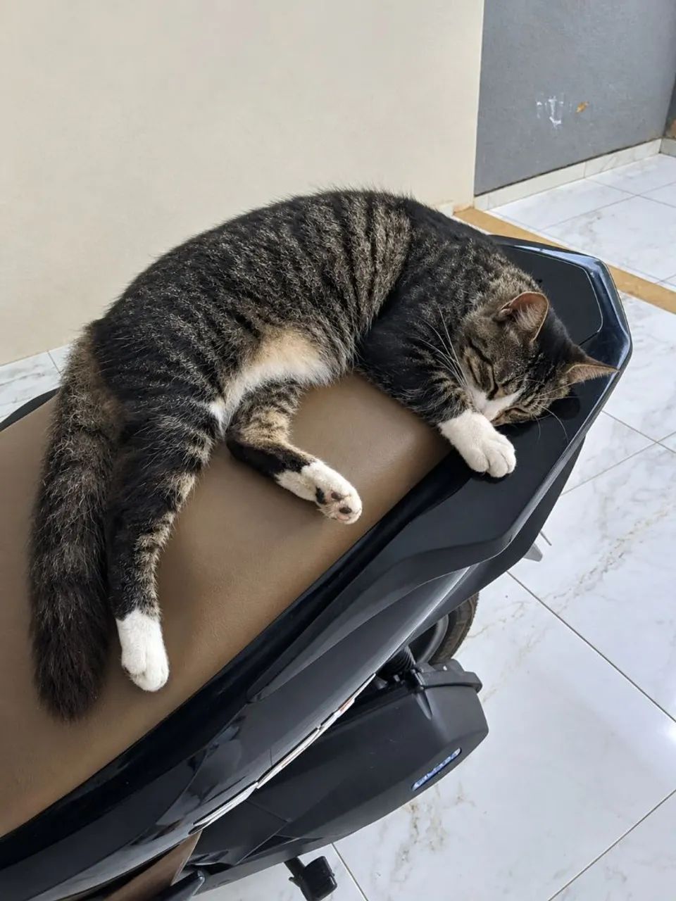 Gata castrada docil