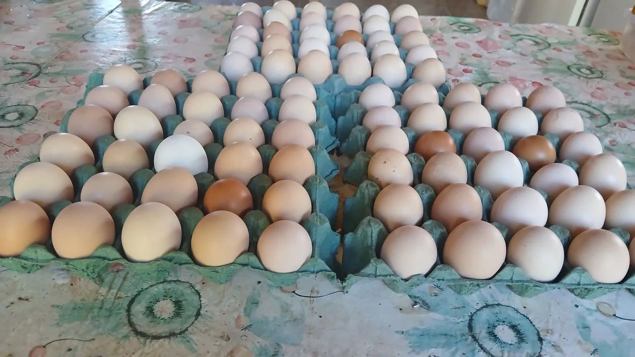 Ovos de Galinhas Caipira - Foto 2