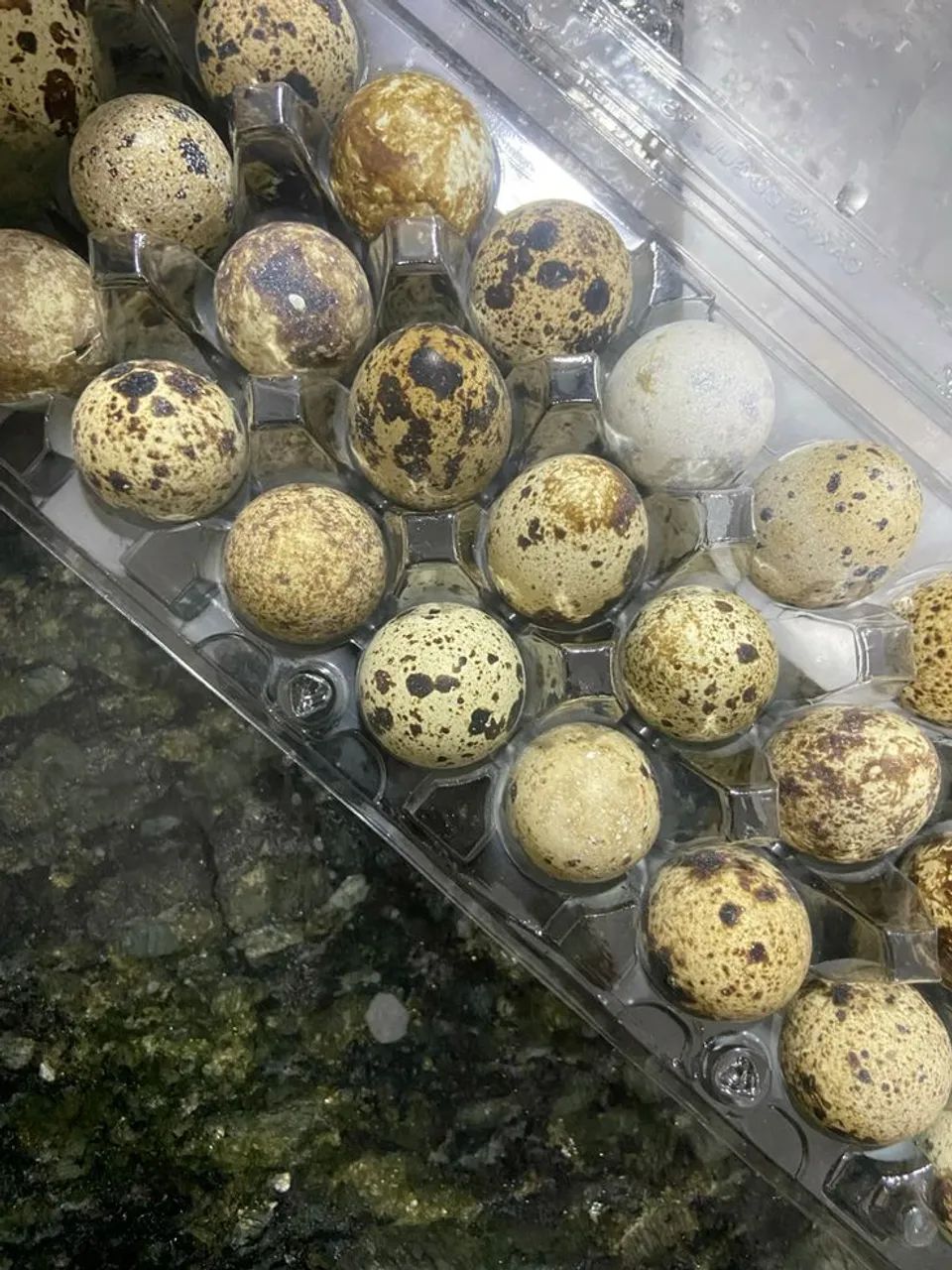 Ovos de Codorna