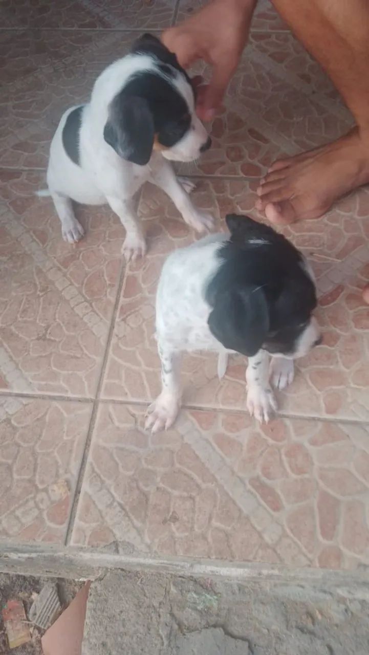 FILHOTES ADOCAO - Foto 5