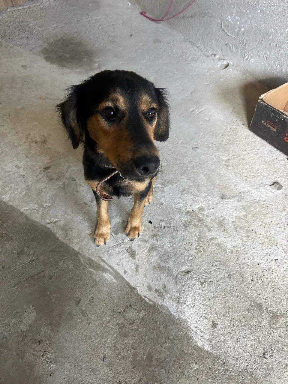 Doação cachorro macho 