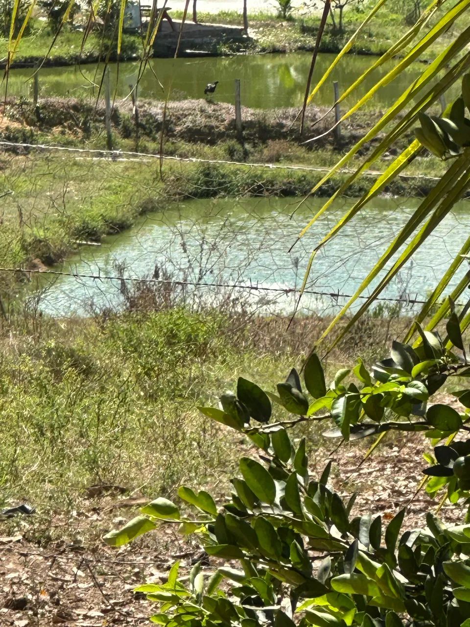 Chácara a venda  - Foto 3