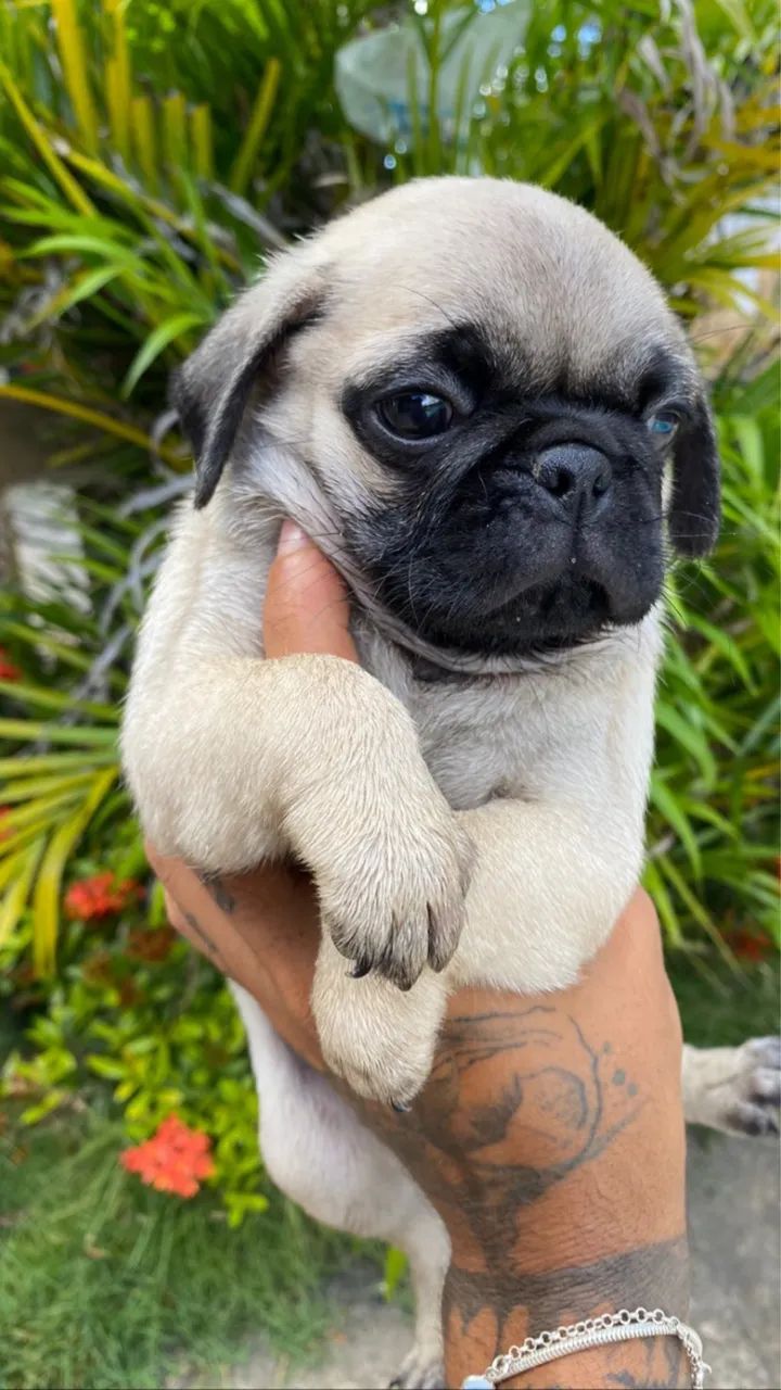 Pug  - Foto 4