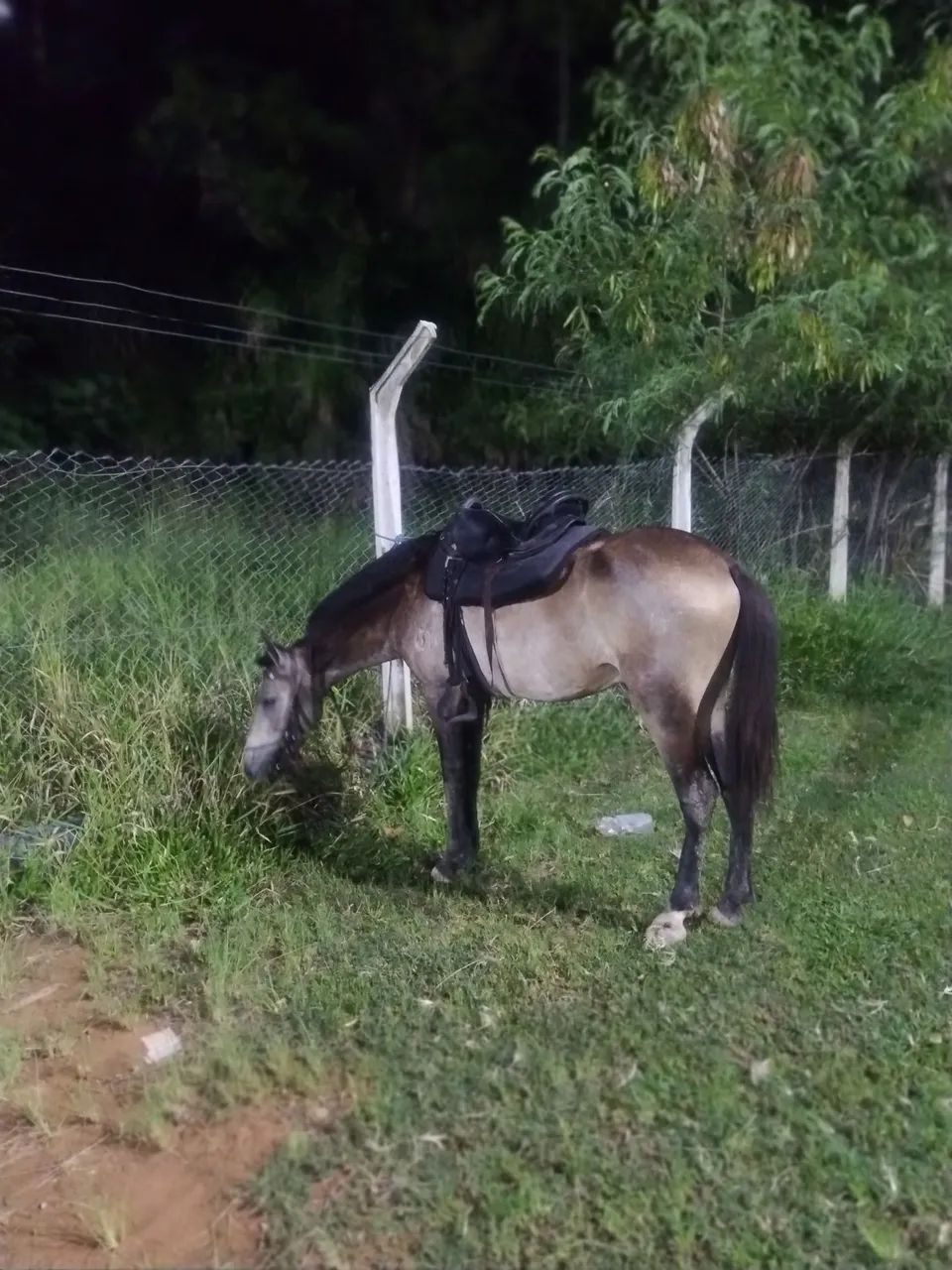 Cavalo macho capado em treinamento, manso e aceita ser montado, 4anos ou menos