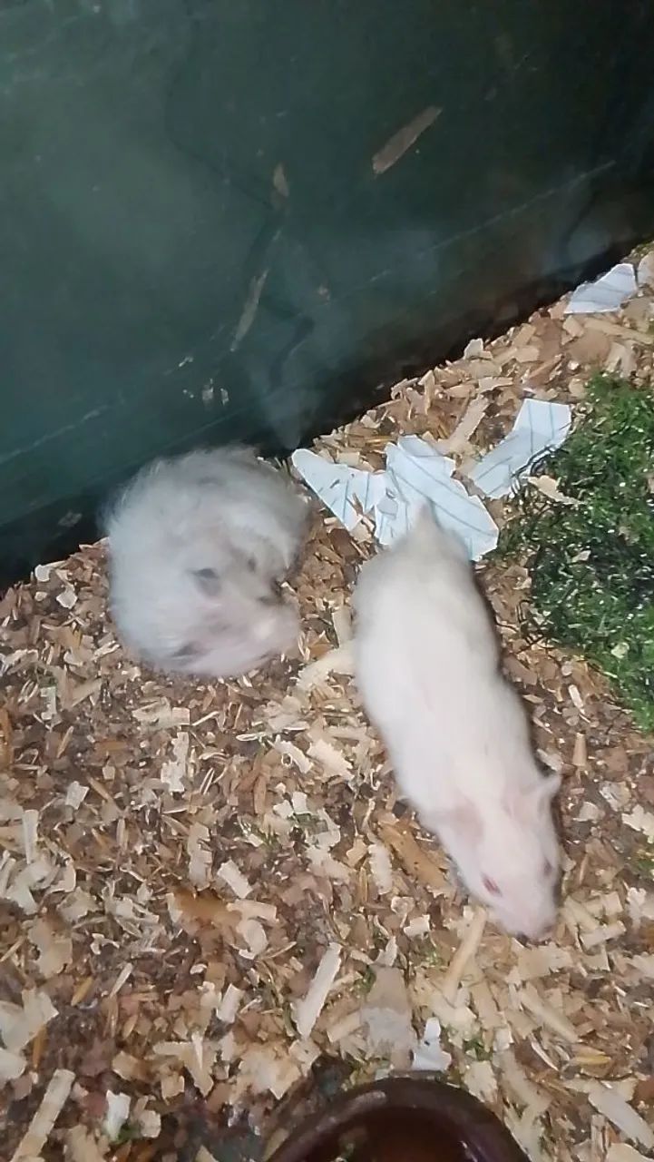 Hamster Sírio - Foto 3