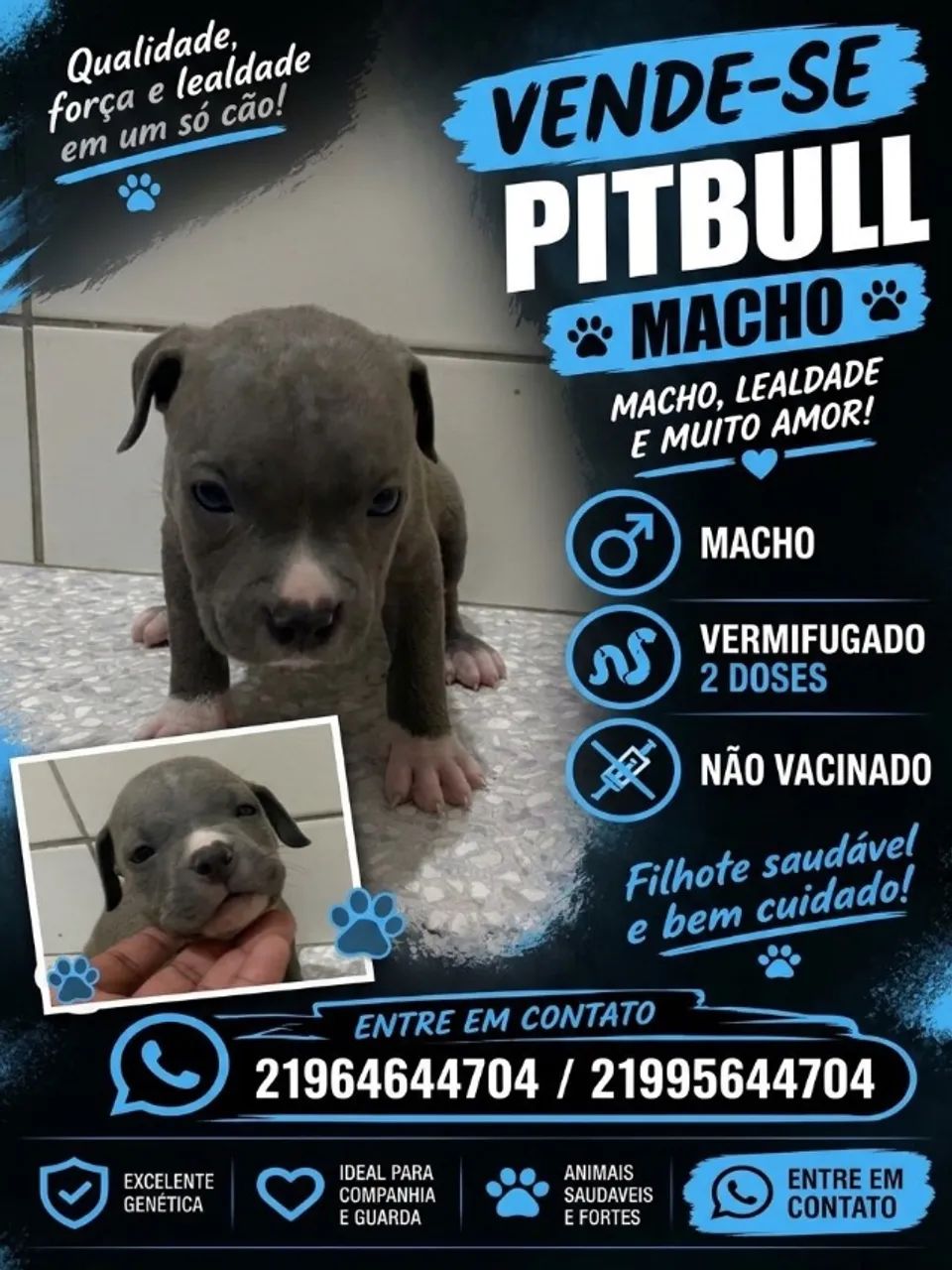 Filhotes de pitbull macho 
