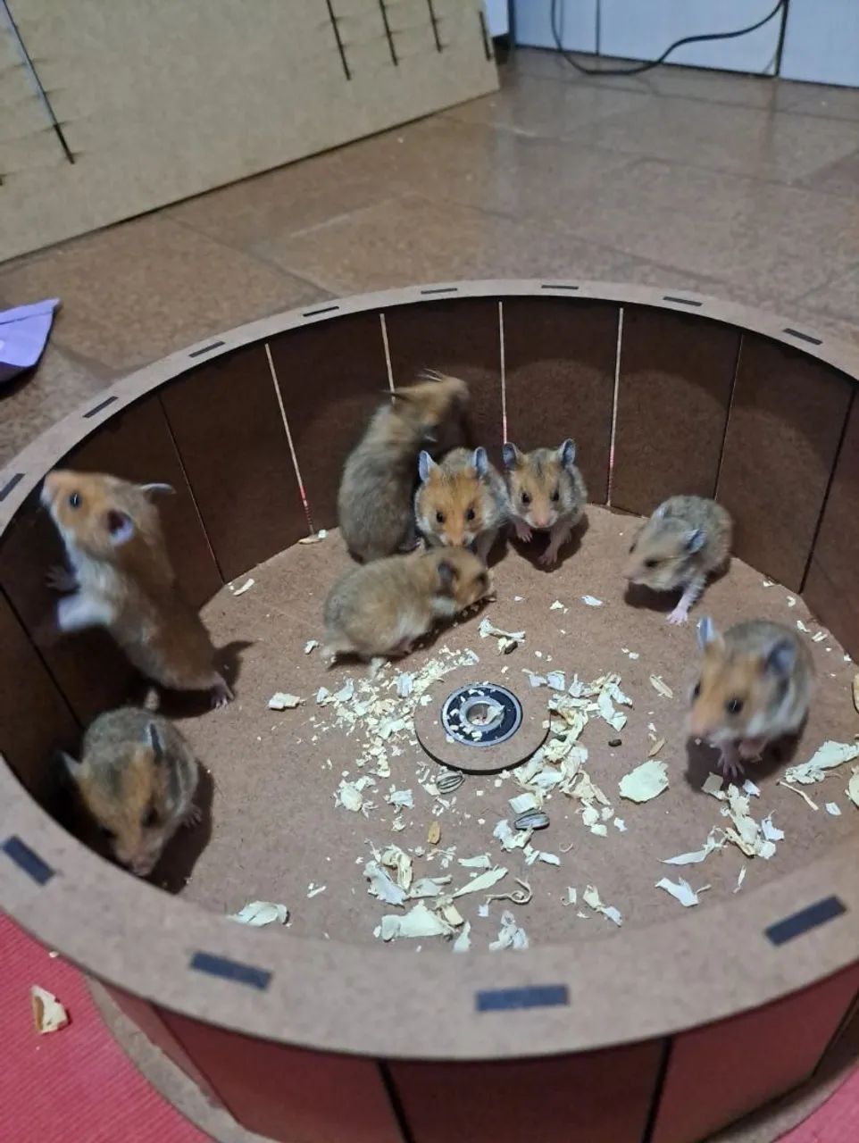 Filhotes de Hamster-sírio  - Foto 5