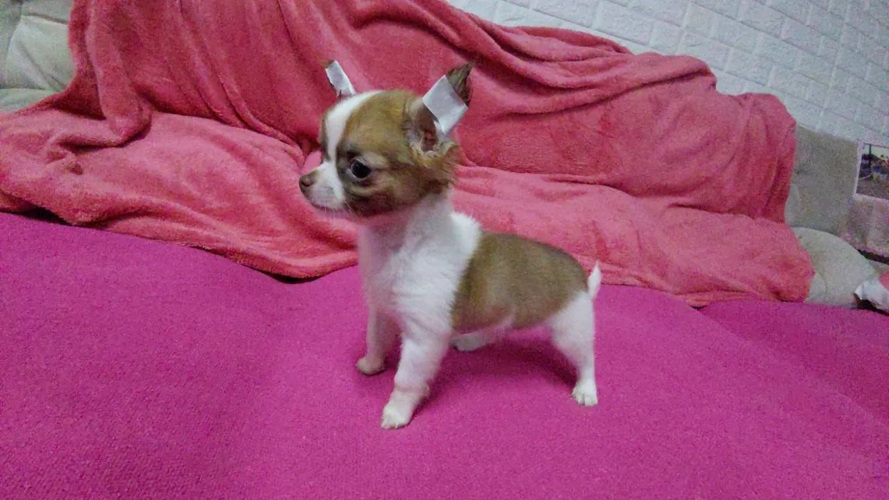 Último macho pelo longo com 2 vacinas - Foto 4