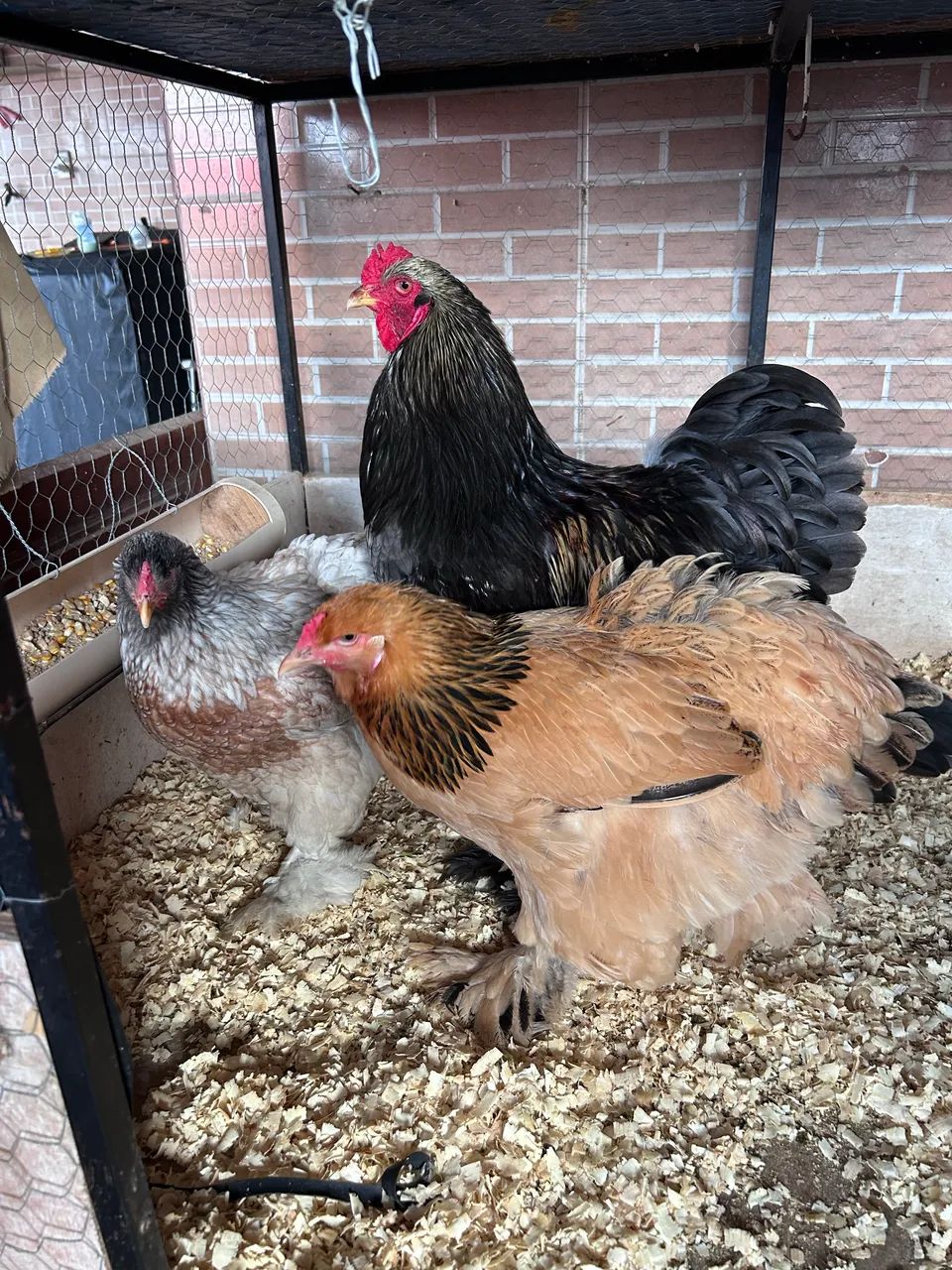 Pintinhos Brahma  - Foto 2