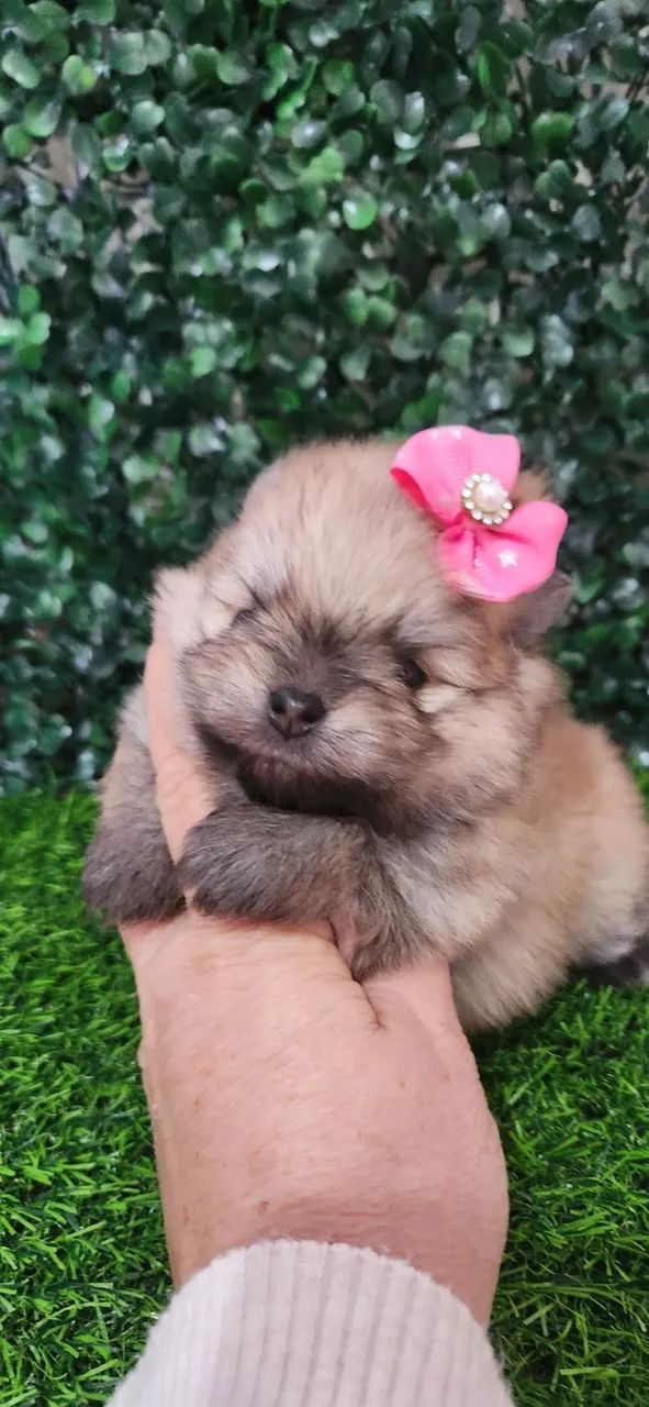 Lulu pomerania  - Foto 4