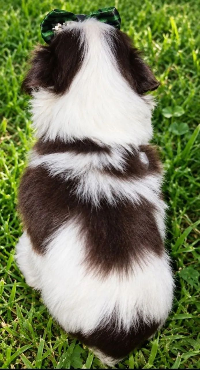 Shih tzu - Foto 2
