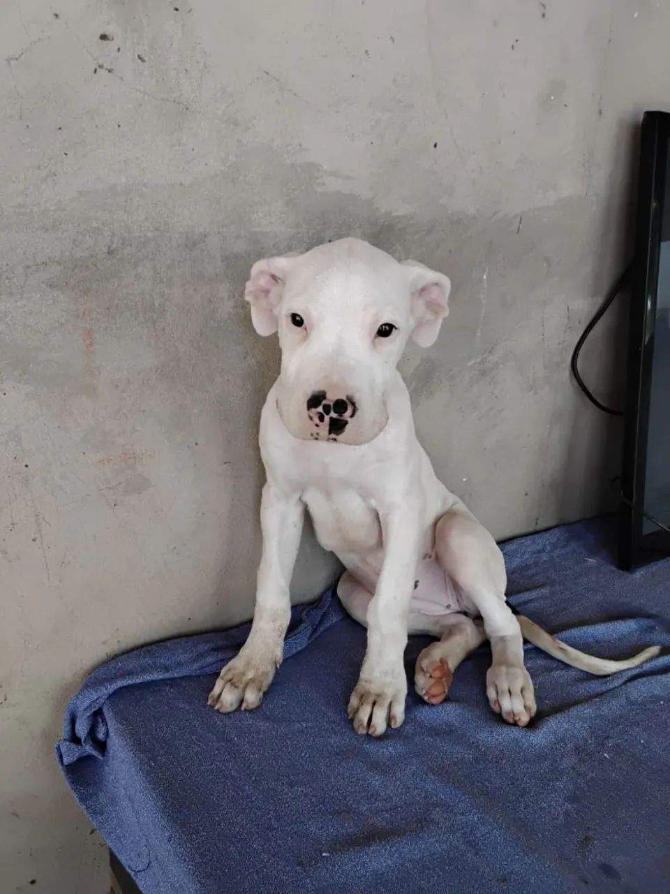 DOGO ARGENTINO 