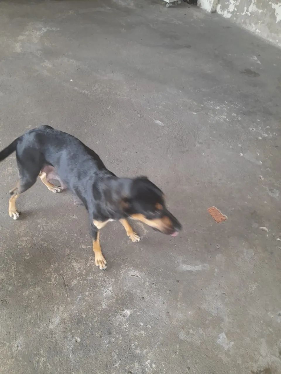 Doação de cães 