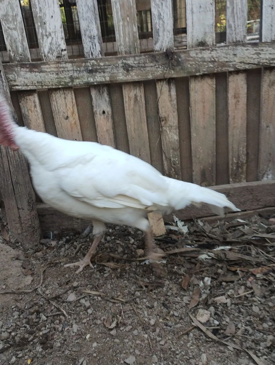 Frango de Perus albino macho. - Foto 4