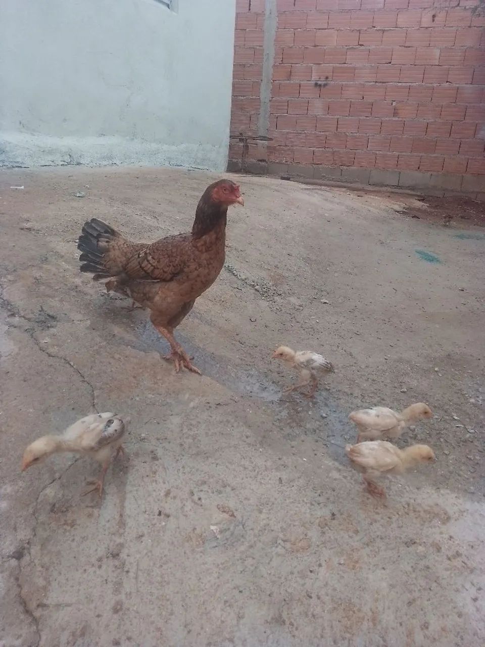 Patos, galinhas , e angolas  - Foto 2