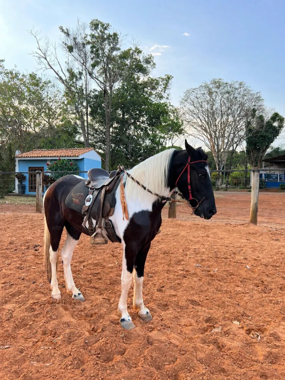 Cavalo - Foto 3