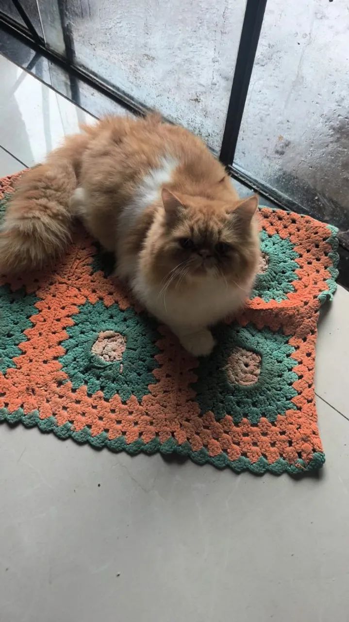 Gato persa 
