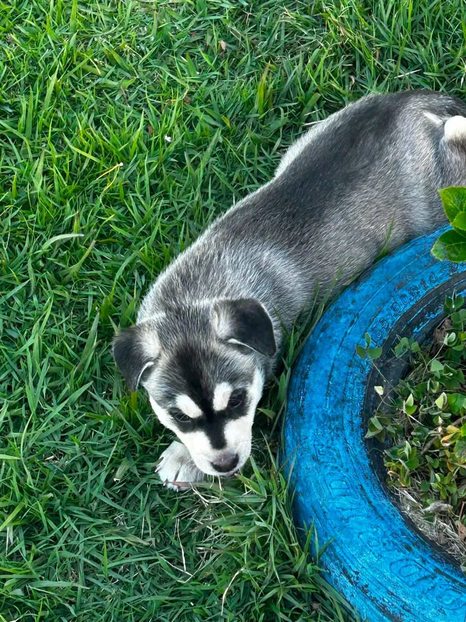 Husky Siberiano - Foto 3