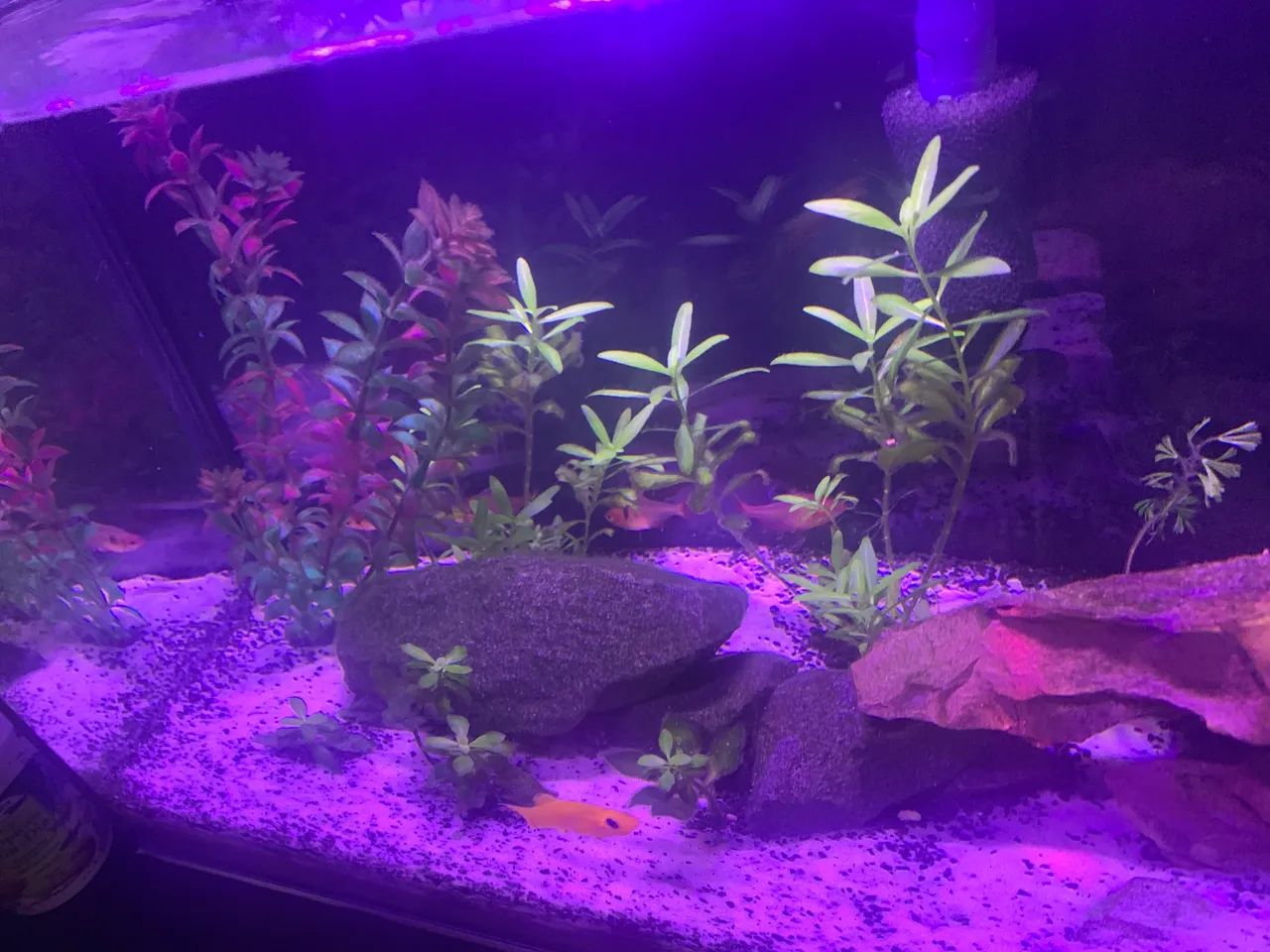Aquário 30L  - Foto 3