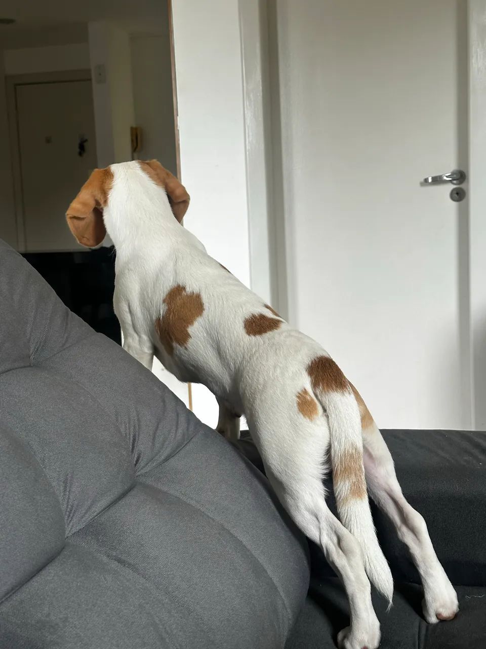 Beagle Macho - 9 meses - Foto 4