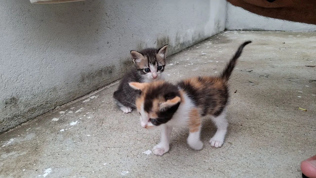 Doação responsável  - Foto 5