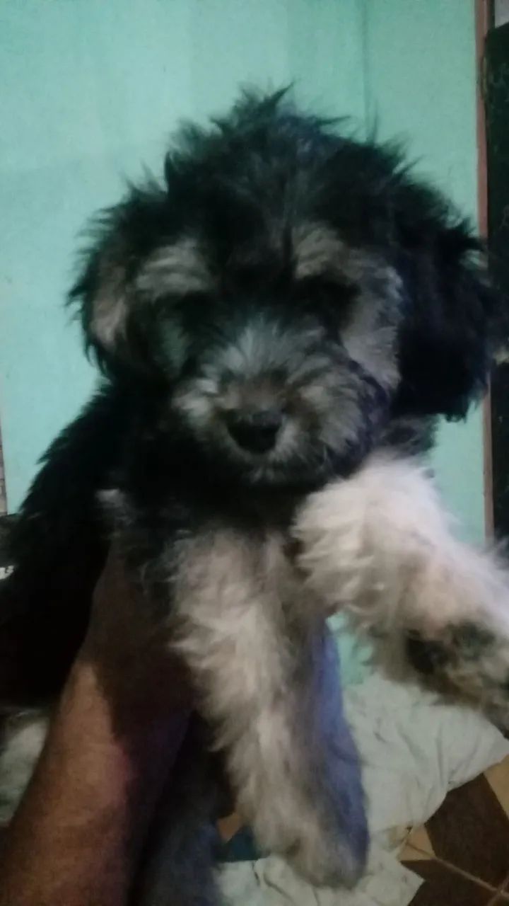 Venda de poodle  - Foto 3