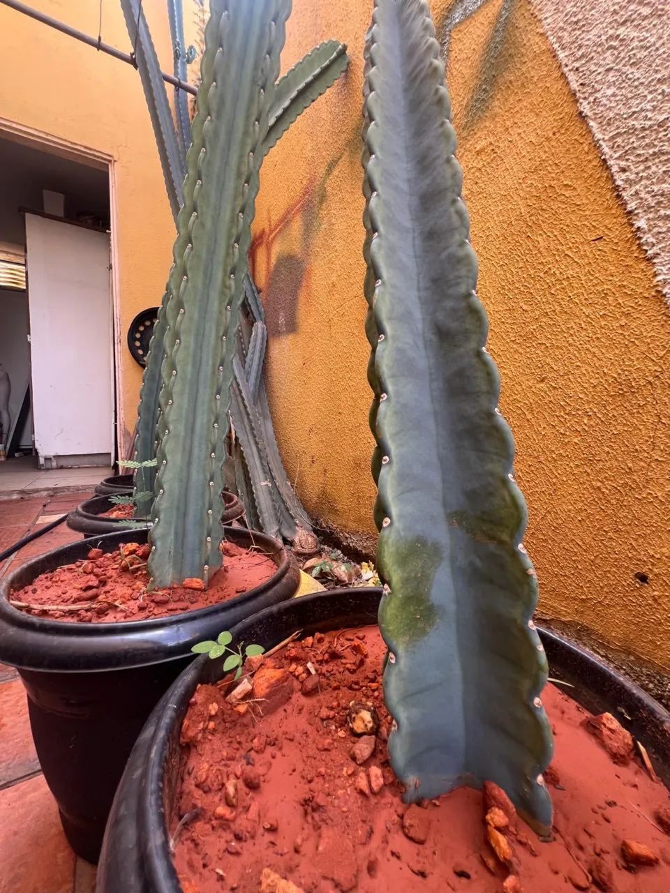 Cacto verdadeiro - Foto 2
