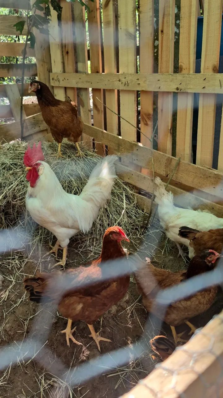 GALOS LEGHORN - Foto 5