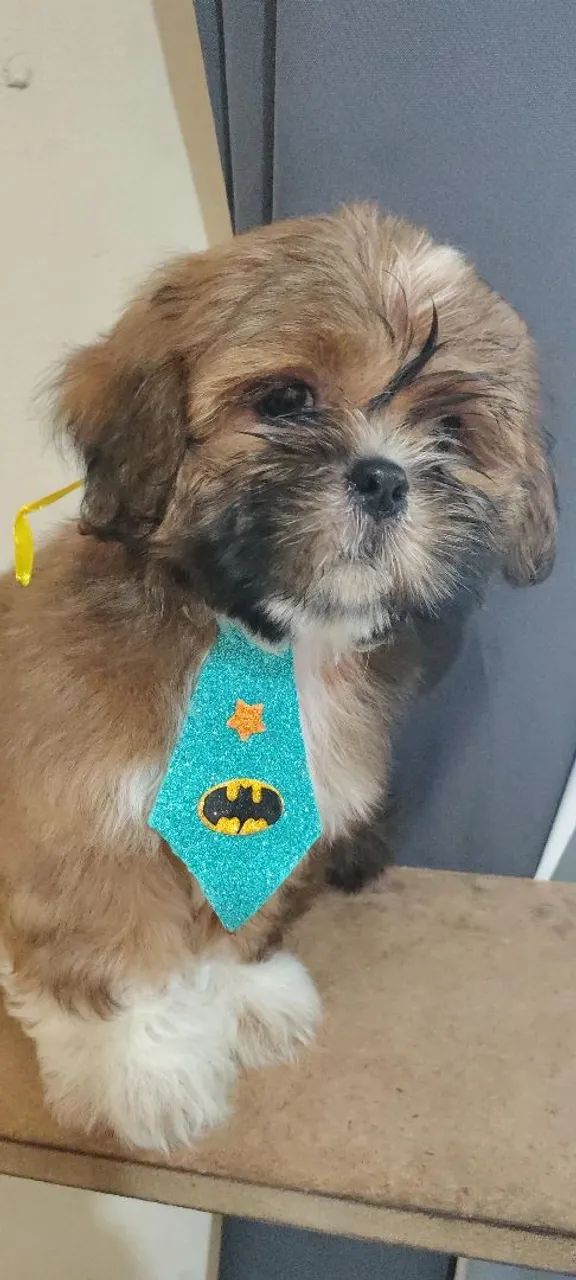 Shih Tzu  - Foto 2