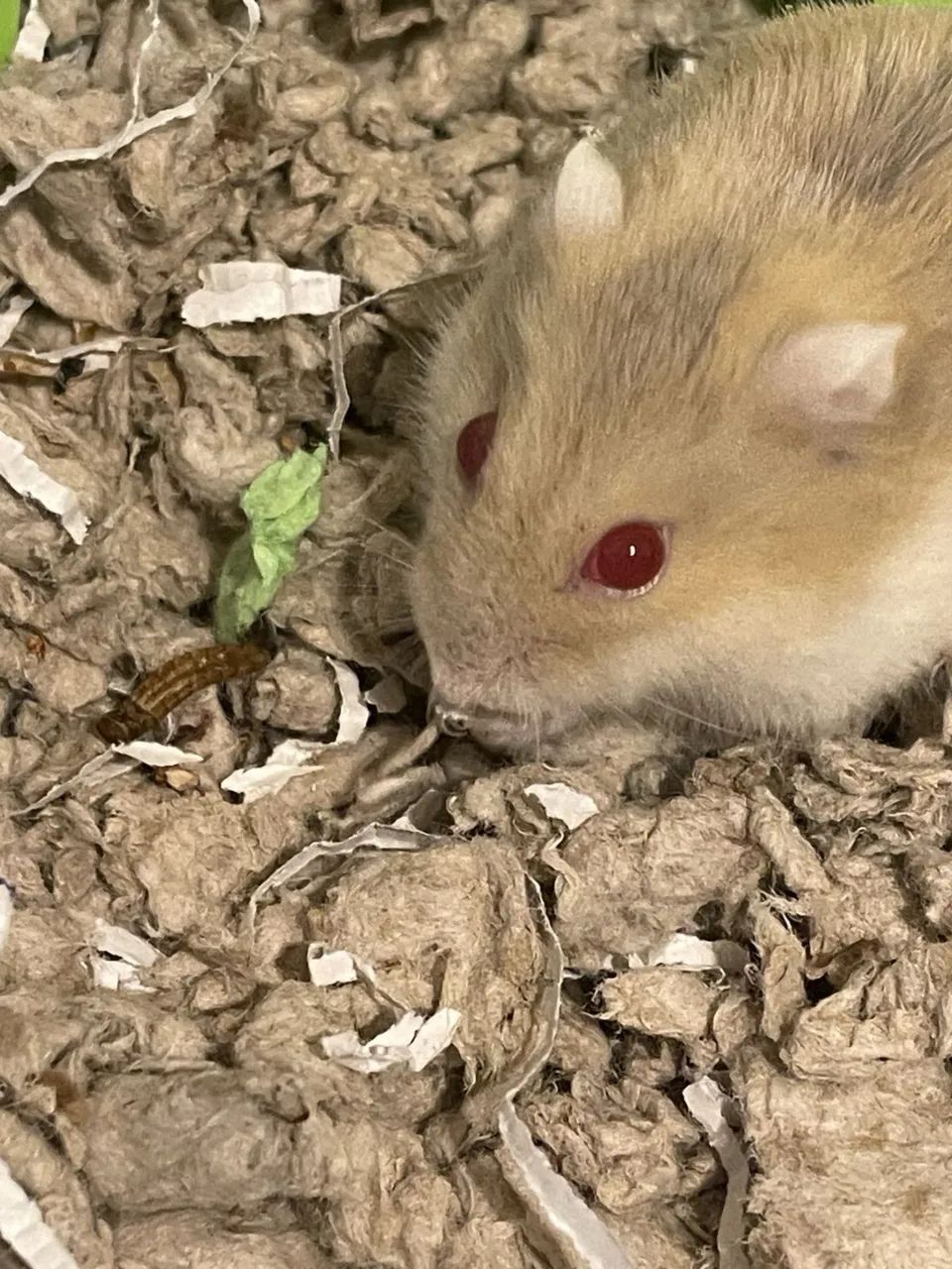 Kit Hamster Anão russo  - Foto 5