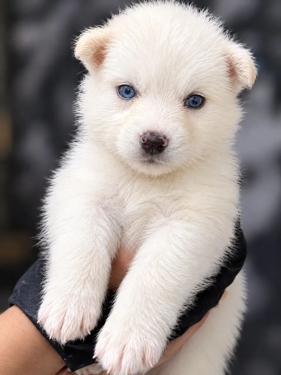 HUSKY SIBERIANO 