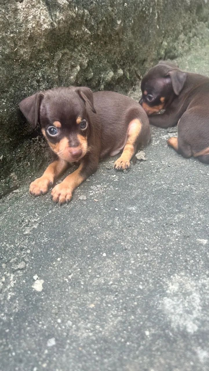 Pincher zero macho - Foto 4